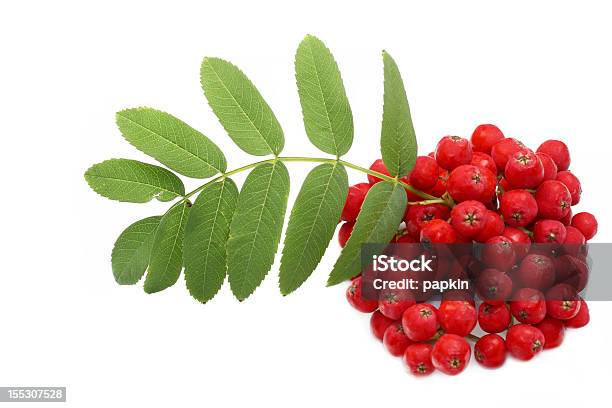 Rowan Stock Photo - Download Image Now - Botany, Branch - Plant Part, Cut Out