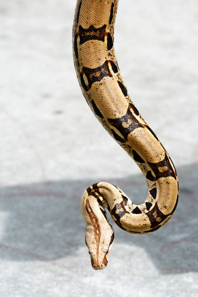 Hanging Python stock photo