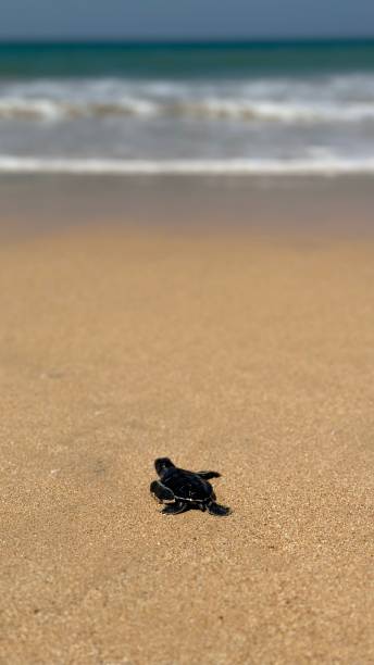istock Baby Sea Turtle off to Sea 1553077491