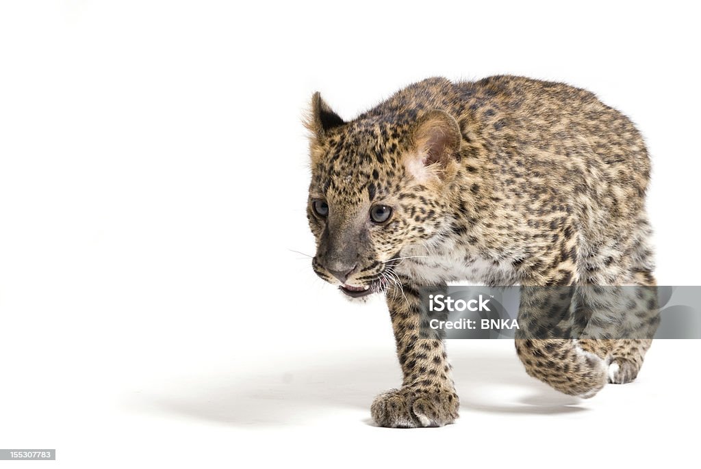 Chodzić leopard - Zbiór zdjęć royalty-free (Biały)