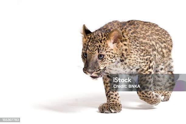 Chodzić Leopard - zdjęcia stockowe i więcej obrazów Biały - Biały, Biegać, Dziki kot