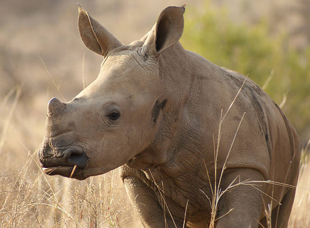 istock Cute baby white rhino 155307859