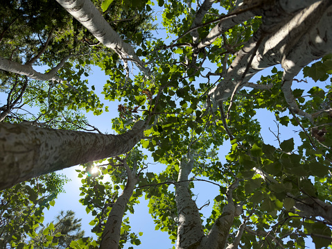 Poplar tree with green leaves. Tall poplar tree in the photo taken from the lower angle where the sun's rays filter through the leaves.