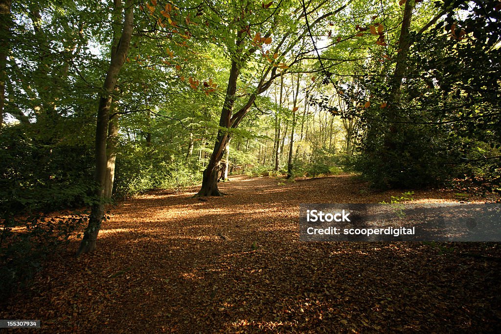 Autumn Woodland Sunlight peering through an autumn woodland Autumn Stock Photo