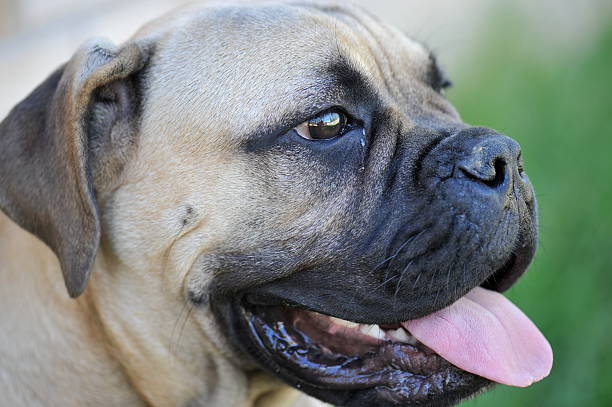 Portrait of a Bull Mastiff Puppy