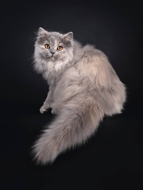 istock British Longhair cat on black background 1553082353