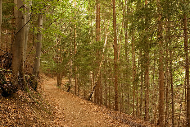 graveled forest tourist path in early spring, differentiated focus, flowers growing and blooming in the grass are visible, people are not visible