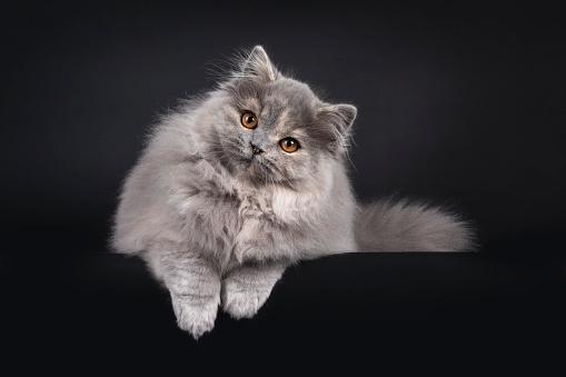 Fantastic fluffy tortie British Longhair cat kitten, laying down facing front on edge. Paws hanging over edge. Looking towards camera with orange eyes. Isolated on a black background.