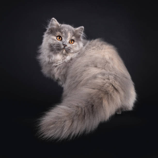 istock British Longhair cat on black background 1553084461