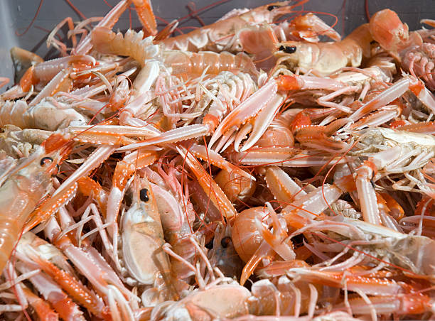 Scampi stock photo