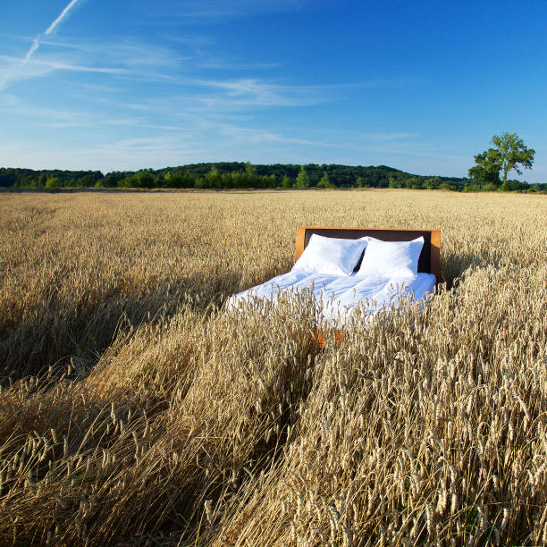 A bed in a grain field - concept of good sleep.