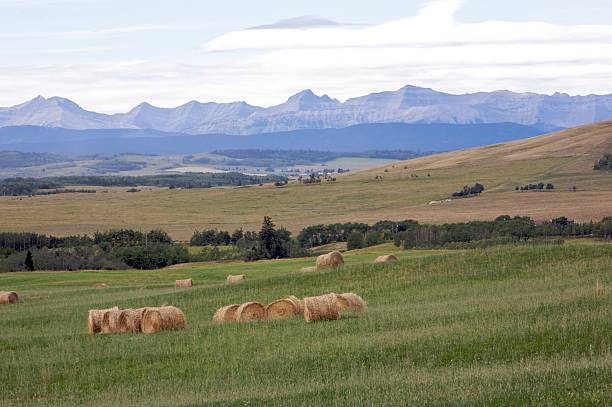 istock Rocky Mountain Hay Bales 155308585