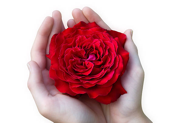 Hands holding a red rose-isolated on white stock photo