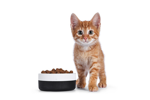 Cute little red house cat standing beside ceramic bowl filled with dry food. Looking towards camera. Isolated on white background.