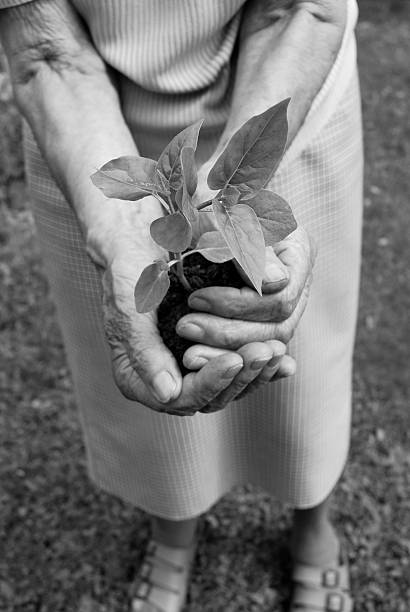 plant in palm stock photo