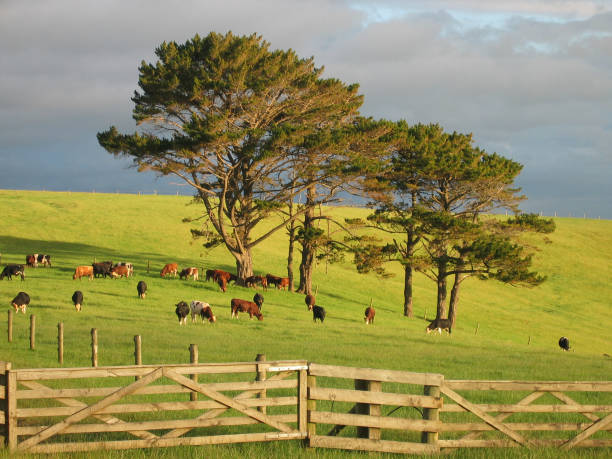 Cows on a field stock photo