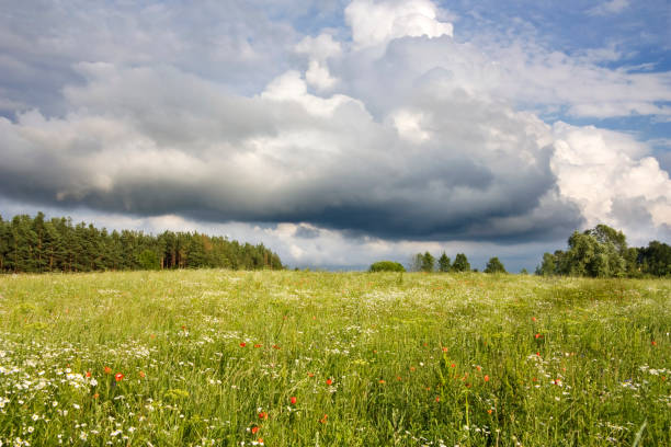 istock field of flowers, summer landscape 155309023