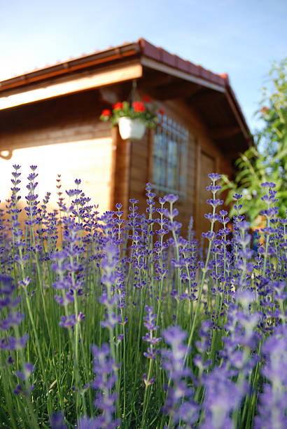 allotment garden stock photo