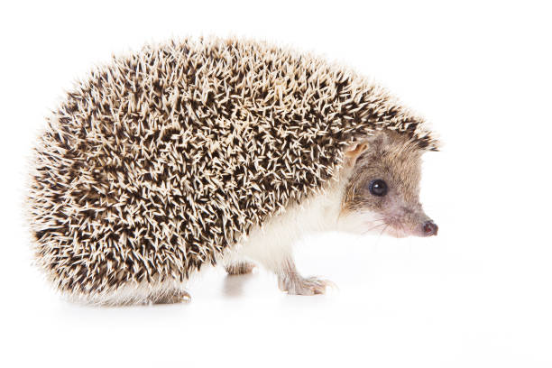istock Hedgehog repeating photograph on pink and cream background 155309102