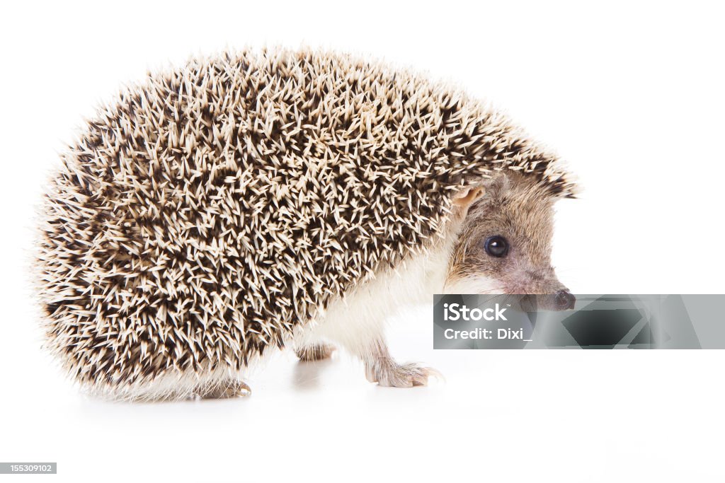 Hedgehog repeating photograph on pink and cream background Hedgehog isolated on white background Animal Stock Photo