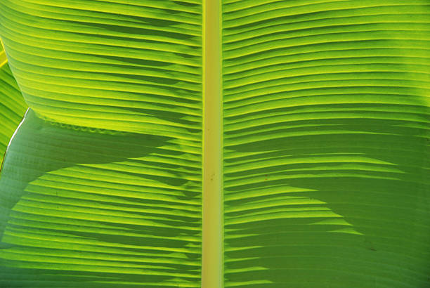 banana leaf stock photo