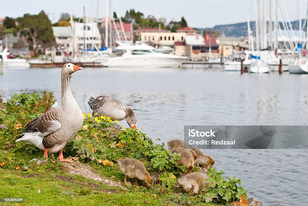 Família de gansos alimentação no marina, Bellerive, Hobart, Tasmânia - Foto de stock de Cidade royalty-free