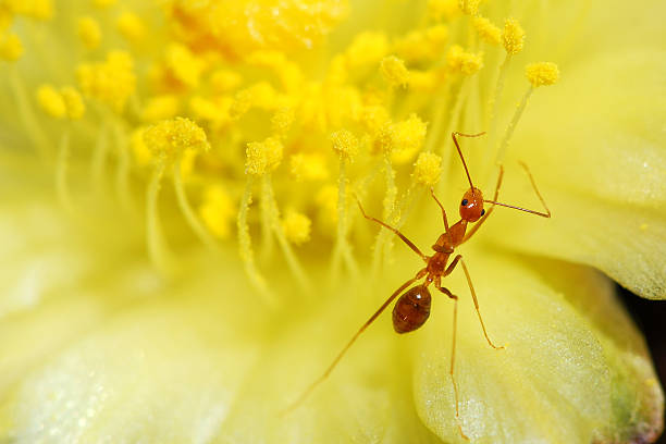 Ant in flower stock photo