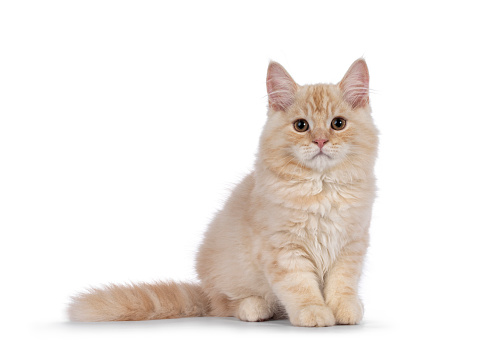 cute ginger cat