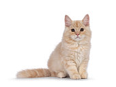 Cymric cat on white background