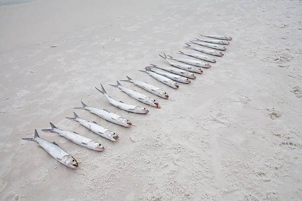 Today's Catch stock photo