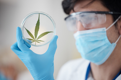 Medical cannabis, science and leaf in hand of scientist with a petri dish for biology and medicine. Expert man in laboratory with marijuana or cbd plant for healthcare, research or sustainability