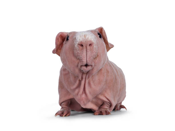 270+ Hairless Guinea Pig Stock Photos, Pictures & Royalty-Free Images