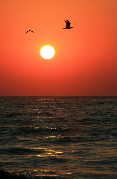 istock Seagulls flying above the Sea in Sunrise 155309670
