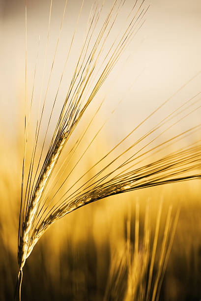 Ears of wheat stock photo