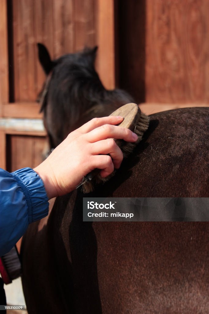 Hand With Brush Over Horse Back Hand With Brush Over Horse Back. Preparation For A Ride. Animal Groomer Stock Photo