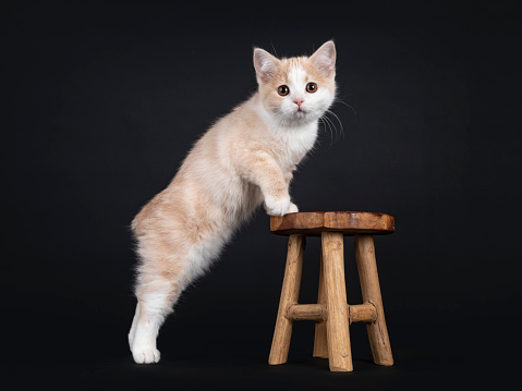 Cute little tailless Manx cat kitten, standing side ways with front paws on little wooden stool. Looking towards camera. Isolated on a white background.