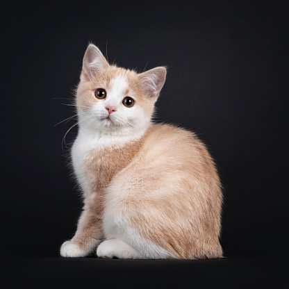 Cute little tailless Manx cat kitten, standing side ways . Looking towards camera. Isolated on a white background.
