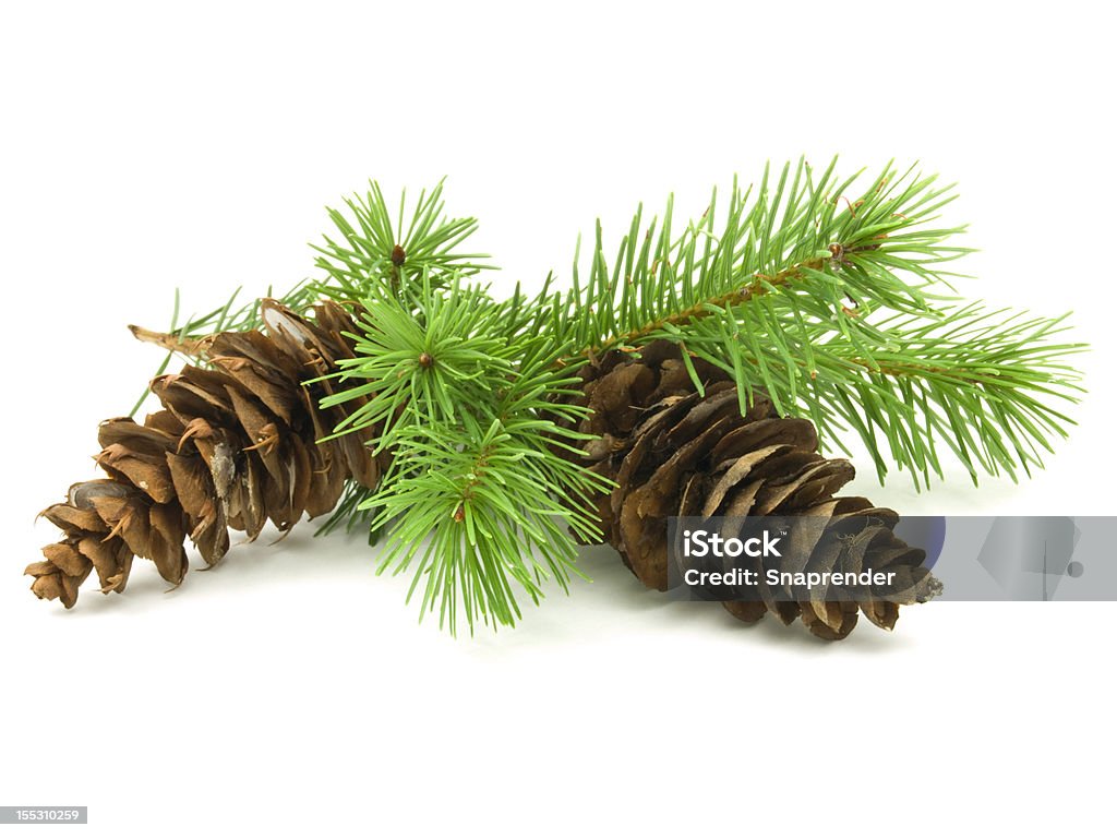 Pine Cones - Royalty-free Cor verde Foto de stock