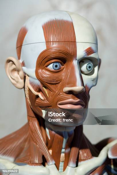 Foto de Anatomia Humanos Modelo e mais fotos de stock de Anatomia - Anatomia, Cabeça Humana, Ciência