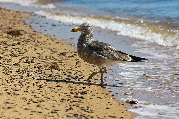 Pacific Gull Juvenile und Strand – Foto