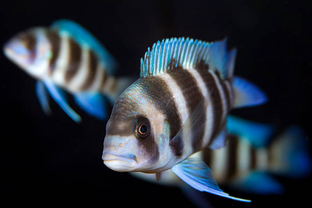 Frontosa Tropical fish from Lake Tanganyika in Africa. cichlid stock pictures, royalty-free photos & images
