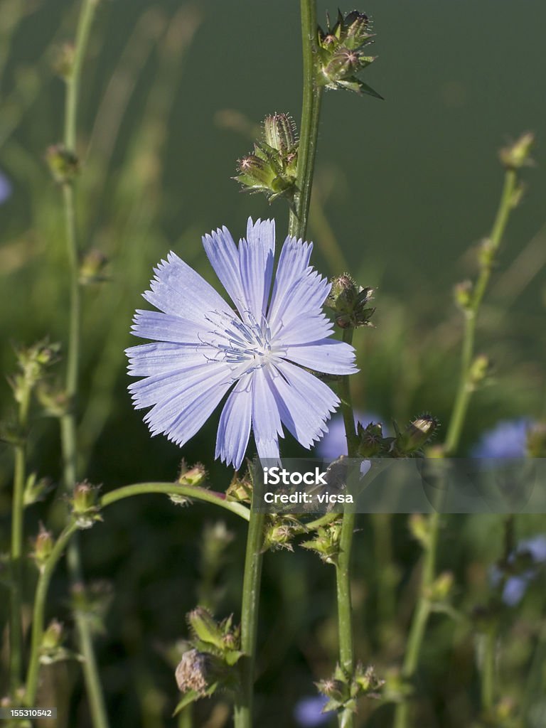 Chicory flor - Foto de stock de Achicoria común libre de derechos