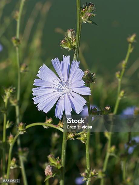 Chicory Flor Foto de stock y más banco de imágenes de Achicoria común - Achicoria común, Agricultura, Aire libre