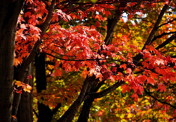 Red Leaves on Maple Trees In Autumn stock photo