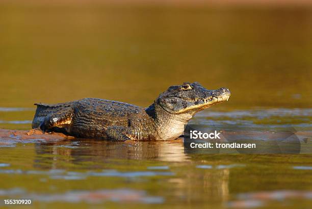 Spectacled Caiman In Its Natural Habitat Stock Photo - Download Image Now -  Spectacled Caiman, Animal, Animal Wildlife - iStock