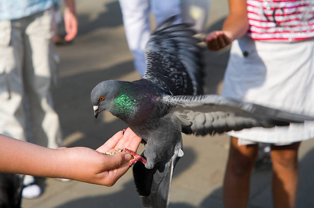 istock Warsaw, municipal doves 155311225