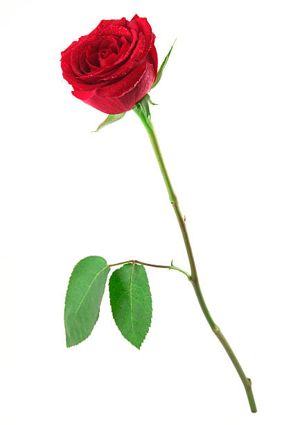 Standing Red Rose A red rose with water droplets on it. english rose stock pictures, royalty-free photos & images