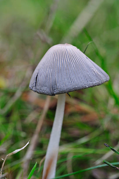 istock Closeup of mushroom 155311305