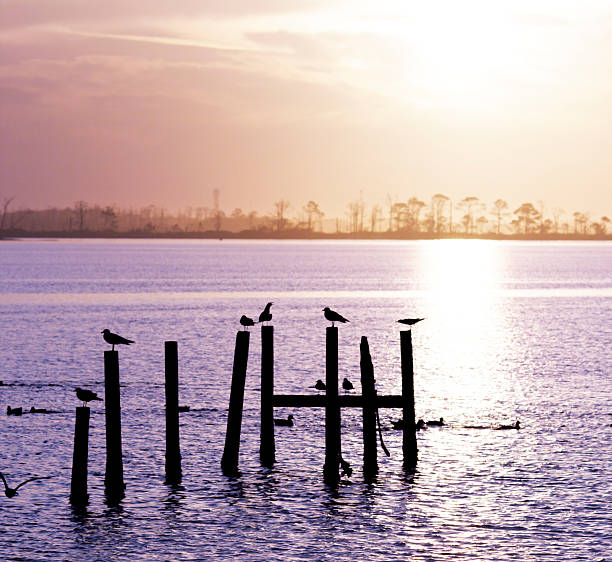 Birds at Sunset stock photo