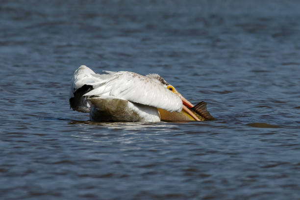 The  American white pelican (Pelecanus erythrorhynchos) The  American white pelican (Pelecanus erythrorhynchos) on the hunt white pelican animal behavior north america usa stock pictures, royalty-free photos & images